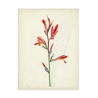 Nepoznati 'akvarelni botanički skice xii' platno umjetnost
