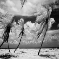 Florida, Florida Keys, infracrvena fotografija tiska plakata Palm Tree