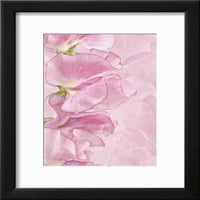 Ružičasti slatki grašak, Botanički uokvireni zidni tisak iz Achn-a koji je prodala tvrtka Art.Com