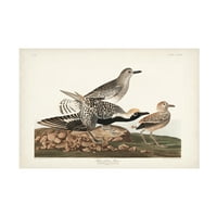 John James Audubon 'Black Raskied Plover' platno umjetnost