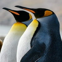 Otok Južne Georgije, St Andrews Bay King Penguins Tisak plakata Jurija Choufour An02YCH0056