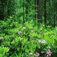 Oregon, Nacionalna šuma Umpqua. Cvjetajući rododendron u šumi. Galerija plakata Jaynes