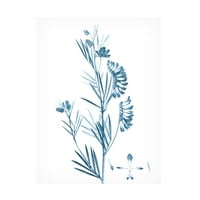 Vision Studio 'Antique Botanical in Blue ix' platno umjetnost