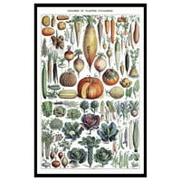 Vintage plakat Adolph Millau-Retro print s uzorkom - zidna umjetnost bez okvira-poklon umjetniku, prijatelju-Botanički,