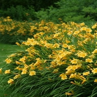 Stručni vrtlari na otvorenom živu biljku Daylily Stella de Oro Yellow 2,5Qt, puno sunce
